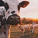 Corporate Debt Collection For Livestock Companies